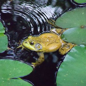 North American Bull Frog