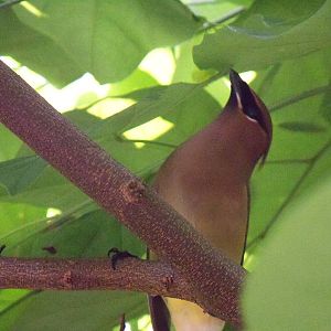 Cedar Waxwing