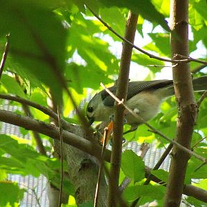 Tufted Titmouse