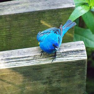 Indigo Bunting