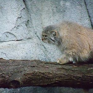 Pallas Cat