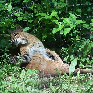 Bobcat