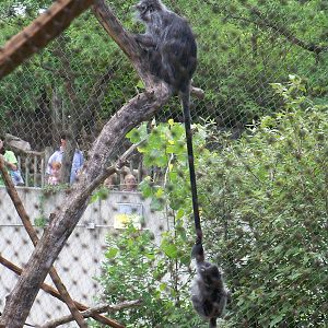 The Patron Animal of Zoo-going Parents