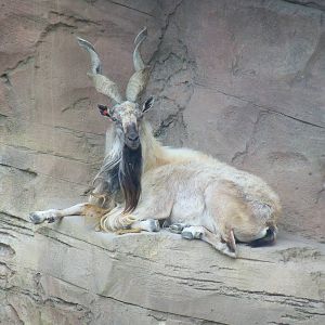 Markhor