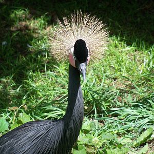 African Crowned Crane