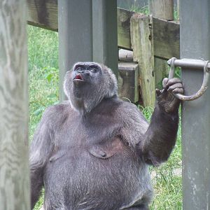Western Lowland Gorilla