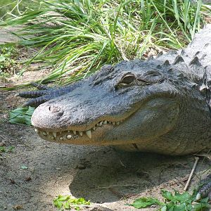 American Alligator