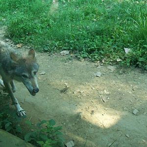 Mexican Gray Wolf