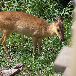 Reeves' Muntjac