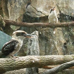 Laughing Kookaburra