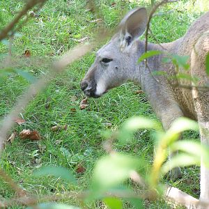 Kangaroo