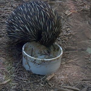 Hungry, Hungry Echidna