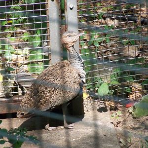 Buff-Crested Bustard