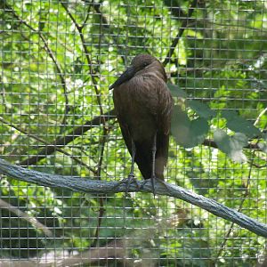 Hamerkop