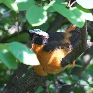 White-Crowned Robin-Chat