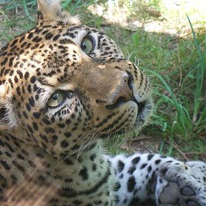 African Leopard