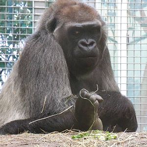 Western Lowland Gorilla