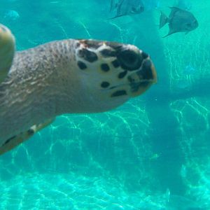 Green Sea Turtle