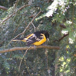 Baltimore Oriole