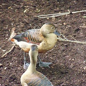 Ducks in the Roadhouse