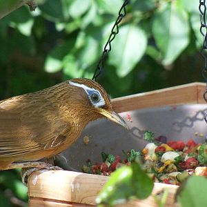 Laughingthrush