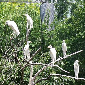 Cattle Egrets