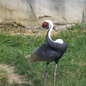 White-Naped Crane