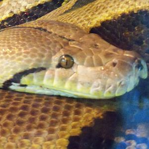Reticulated Python
