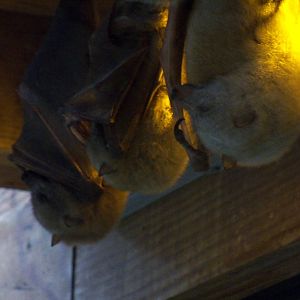 Golden Mantle Flying Foxes