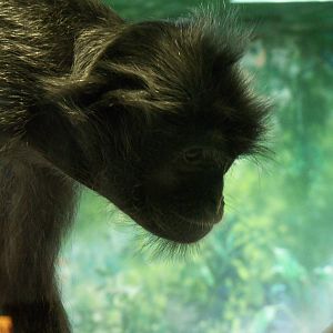 Silvered Leaf Langur