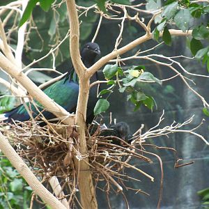 Nicobar Pigeon and Chick