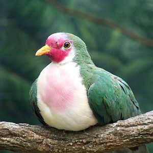 Jambu Fruit Dove
