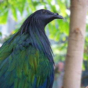 Nicobar Pigeon