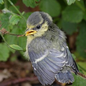 Blue tit fledgling