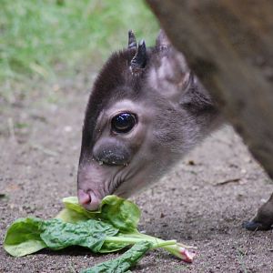 Maxwell's duiker