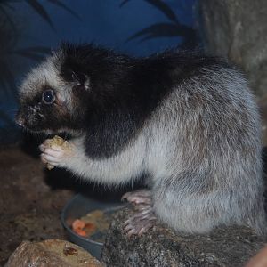 Northern Luzon Cloud Rat