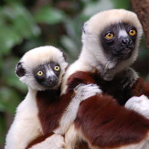 Coquerels Sifaka and Youngster