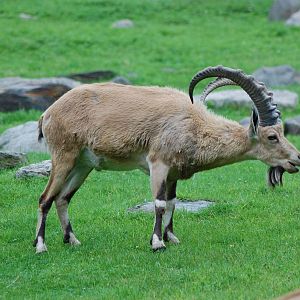 Nubian ibex
