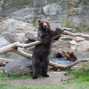 American grizzly bear