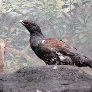 Capercaillie
