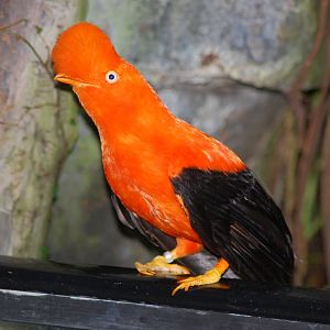 Male Andean cock-of-the-rock