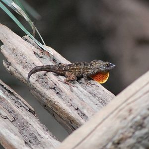 Cuban Brown Anole