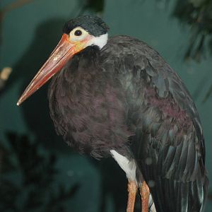 Storm's stork