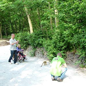 Squirrel Monkey Walk-through at Apenheul, 30/05/12