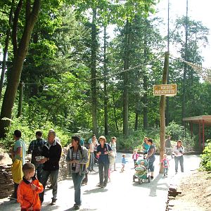 Squirrel Monkey Walk-through at Apenheul, 30/05/12