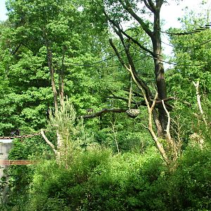 Howler Monkey Enclosure at Apenheul, 30/05/12