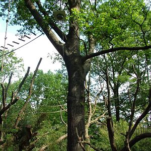 Howler Monkey Enclosure at Apenheul, 30/05/12