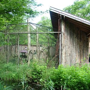 Lemur Exhibit at Apenheul, 30/05/12