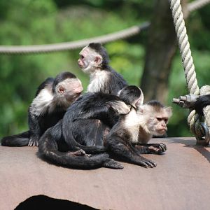 White-faced Capuchins at Apenheul, 30/05/12
