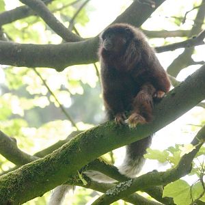 Red Titi at Apenheul, 30/05/12